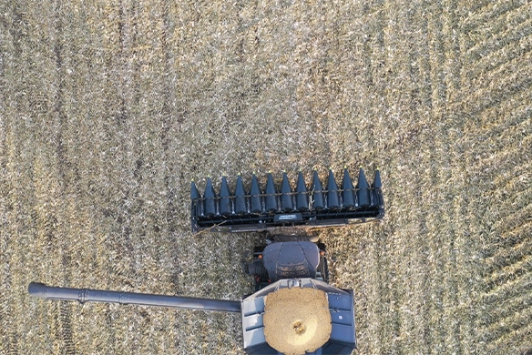 Top-down view of Geringhoff corn header on Fendt combine, efficiently cutting through rows of corn.
